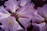 Pink Flower