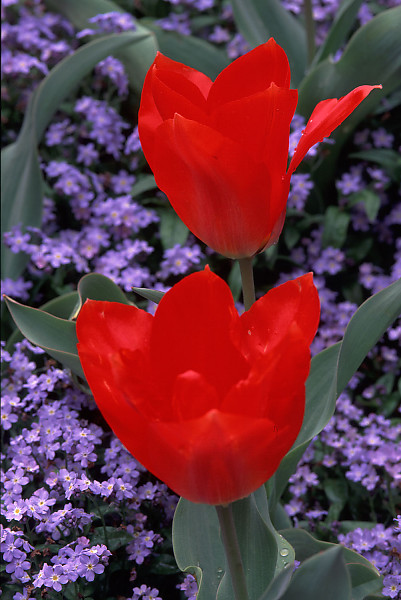 Red Tulips, Purple Background