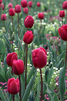 Red Tulips