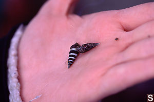 Snails in Hand