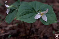 Trillium