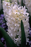 White Hyacinth