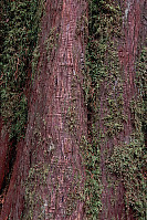 Wrinkly Tree