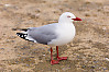 Red Billed Gull Standing