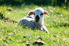 Translucent Ears Lamb