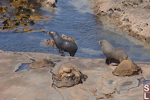 Wet And Dry Fur Seals