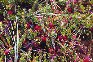 Bog Cranberries