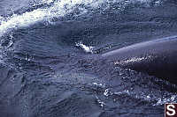 Orca Descending