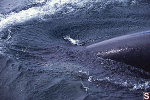 Orca Descending