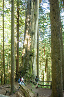 Large Cedar Tree