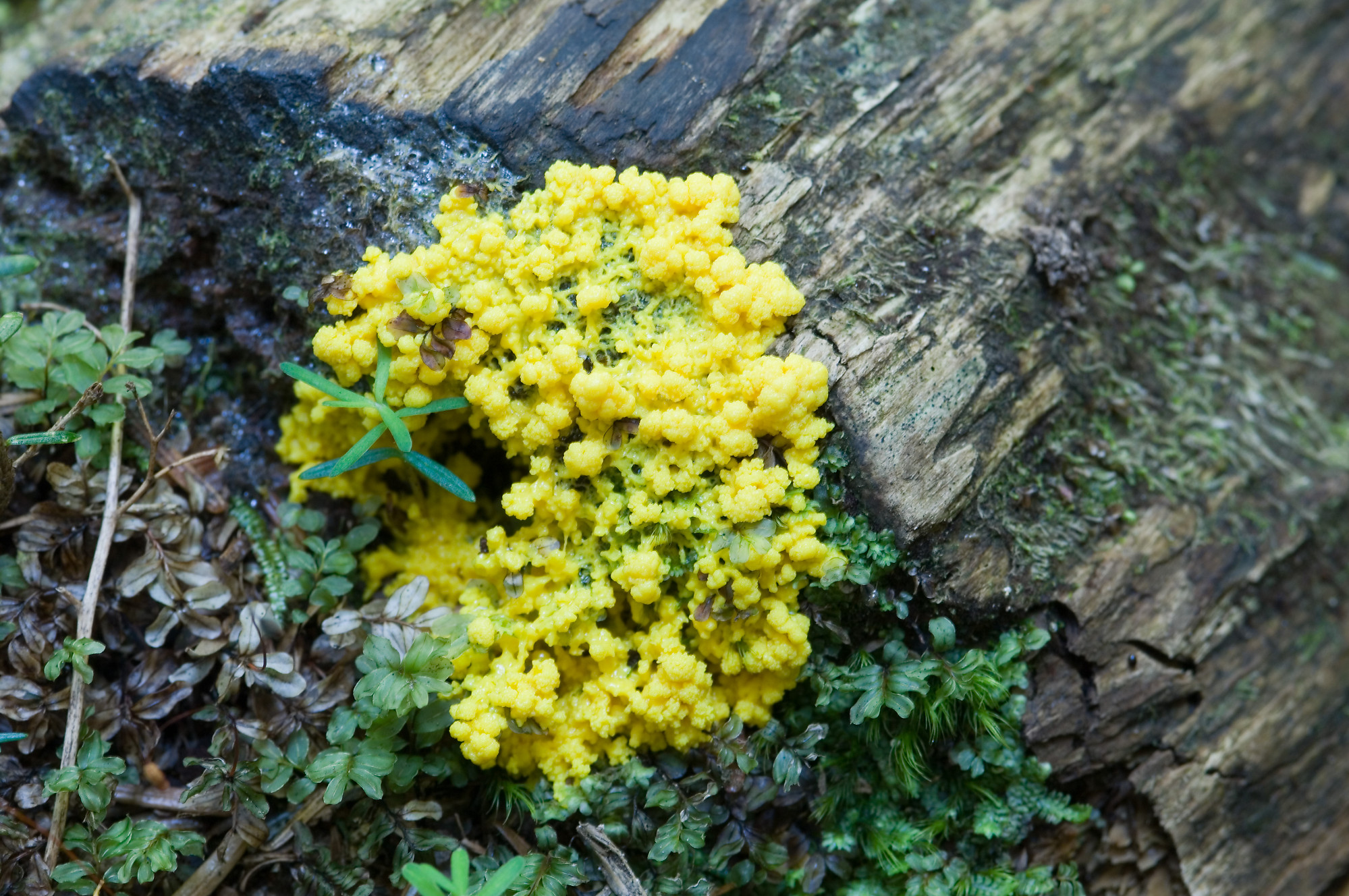 slime-mold