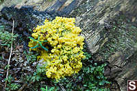 Slime Mold