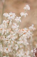 Lots Of White Flowers