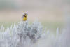 Western Meadowlark With Food