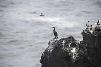 Cormorant On Rock