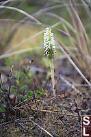 Elegant Rein Orchid