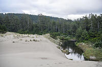 Forest At Edge Of Sand Dunes