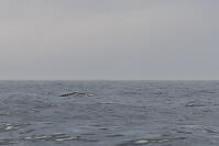 Grey Whale At Surface