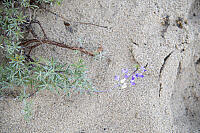 Lupin In Sand