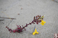 Magnificent Monkeyflower