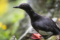 Pigeon Guillemot At Nest