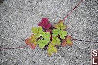 Rain Covered Strawberries