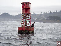 Sea Lion On Buoy