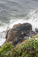 Sea Lions On Rocks