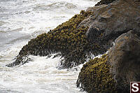 Sea Palms On Rocks