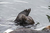 Sealion With Lots Of Scars