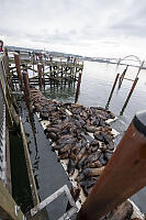 Sealions On Dock