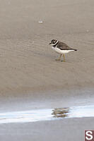 Semipalmated Plover