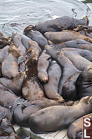 Stack Of Sealions