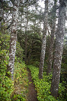 Trail In Forest