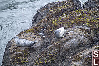 Two Seals On Rocks