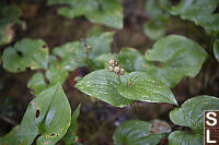 Western Lily Of The Valley