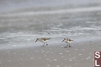 Western Sandpiper