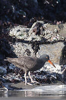 Black Oystercatcher At Waters Edge