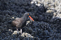 Black Oystercatcher In Mussel Bed