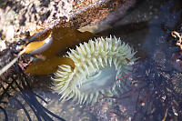 Green Sea Anemone