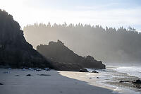 Morning Fog In Sunlight