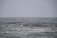 Pelicans Flying By