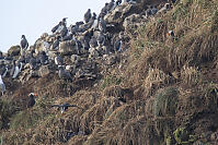 Puffins In Grass