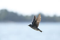 Purple Martin Flying