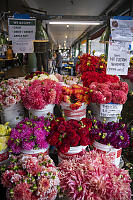 Red Dahlias