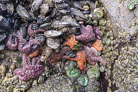 Seastars Attacking Mussels