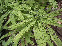 Maidenhair Fern Next To River