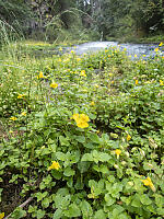 Monkeyflowers At Stream Side