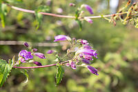 Woodland Beardtongue