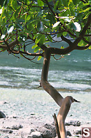 Arbutus Branch Over Beach